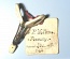 Pessary, J.P. Willms