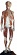 Auzoux Anatomic Manikin