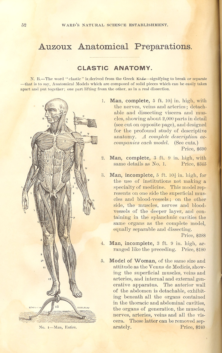 Magnified image for image #2