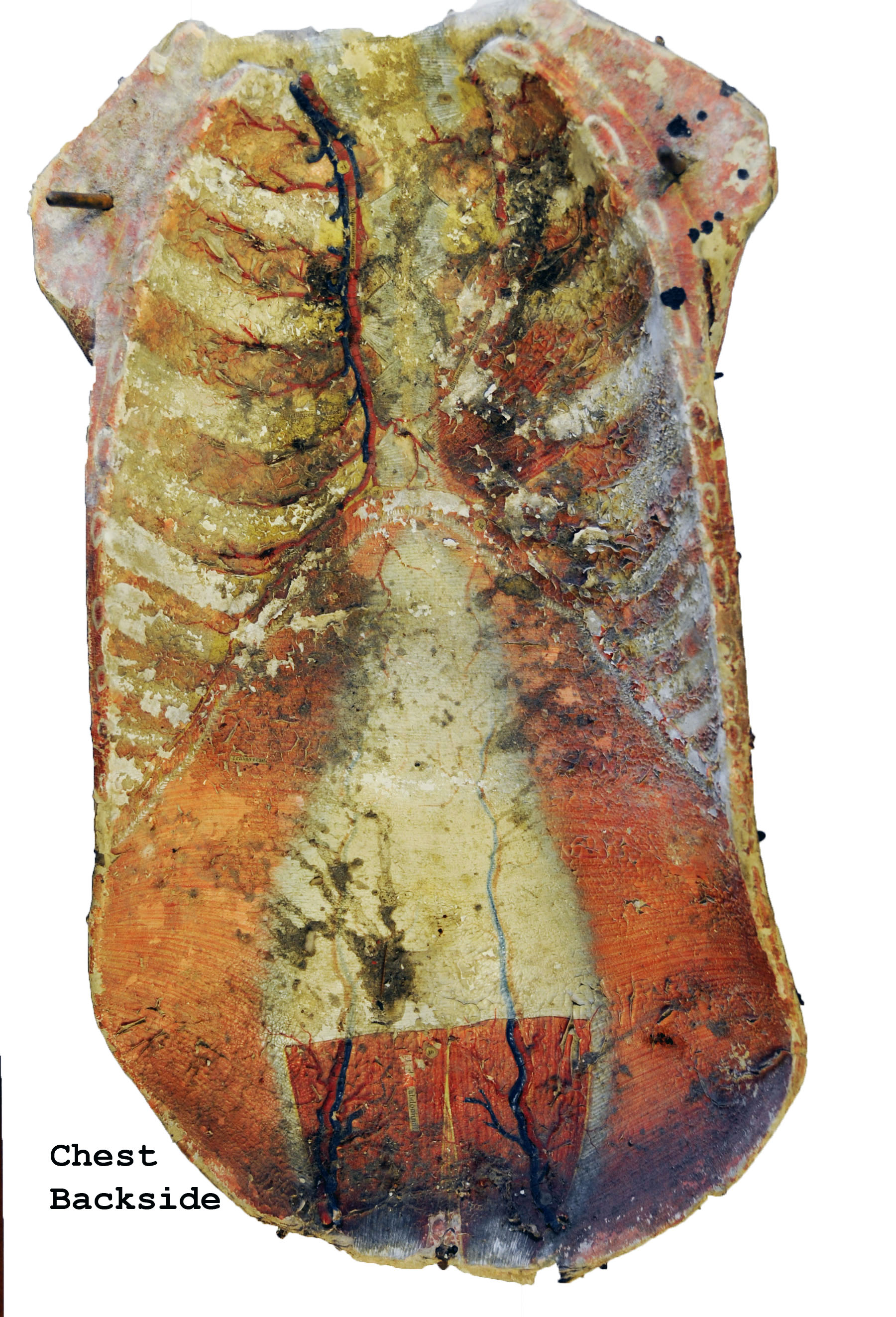 Magnified image for image #5