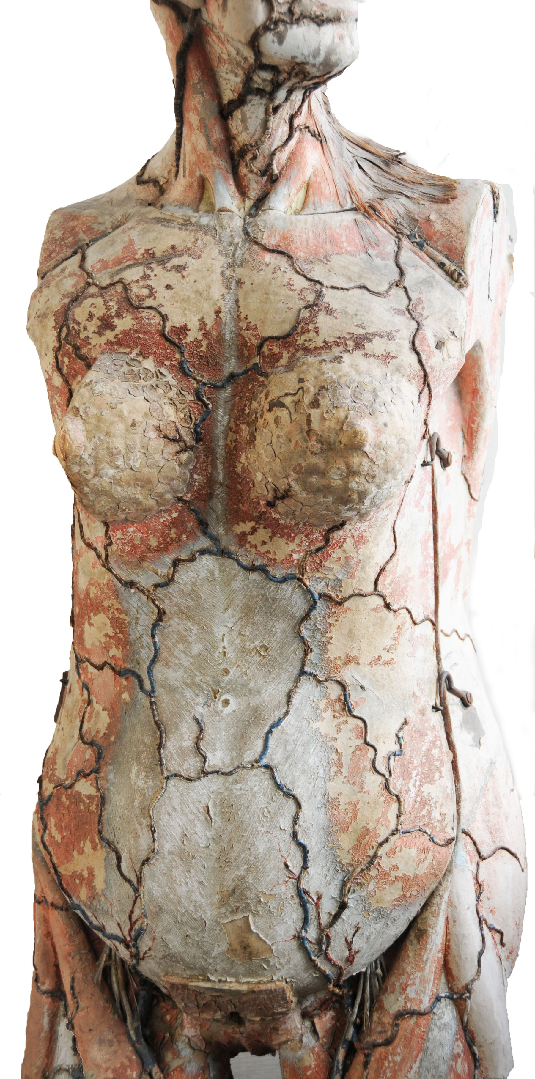 Magnified image for image #4