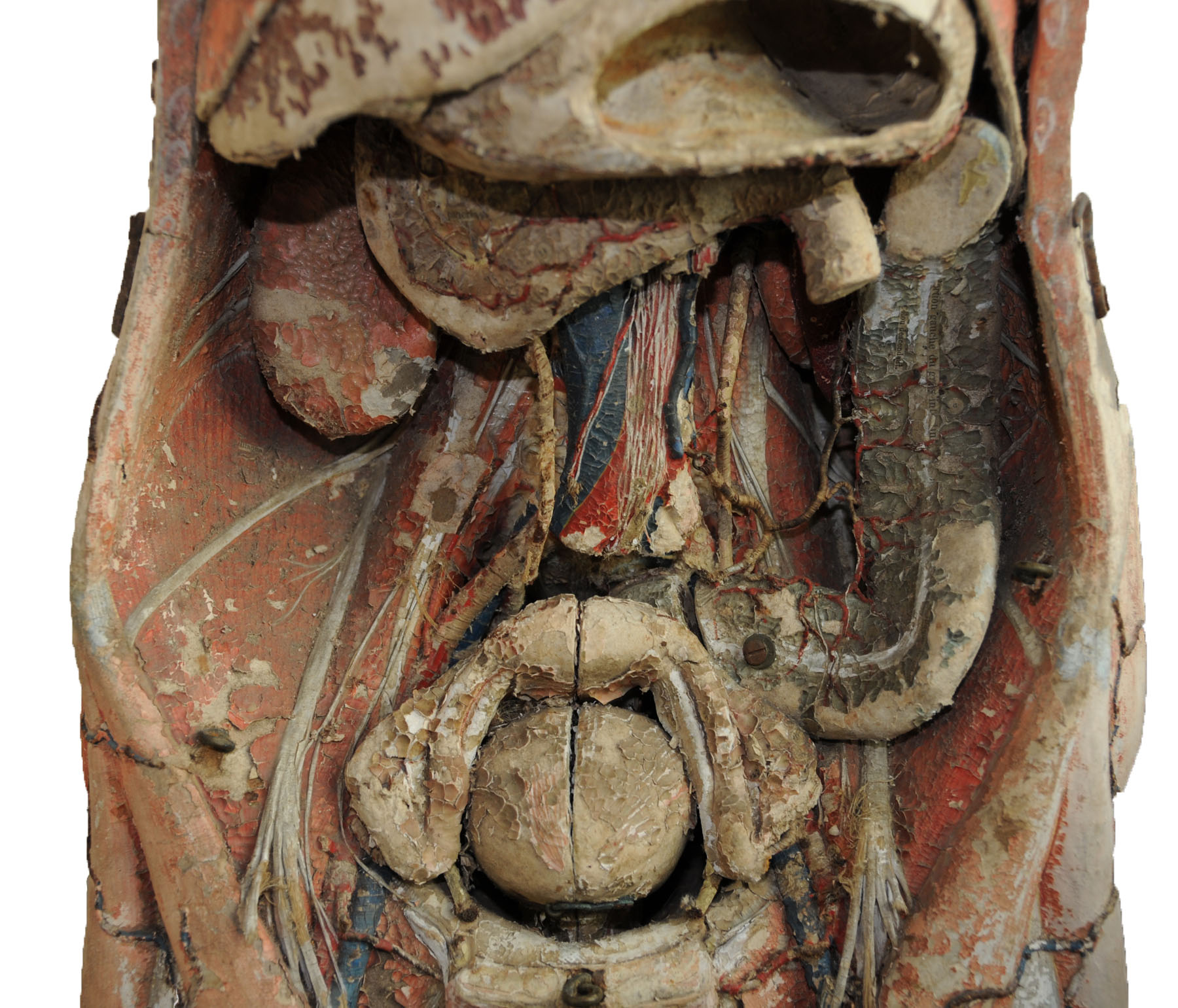 Magnified image for image #10