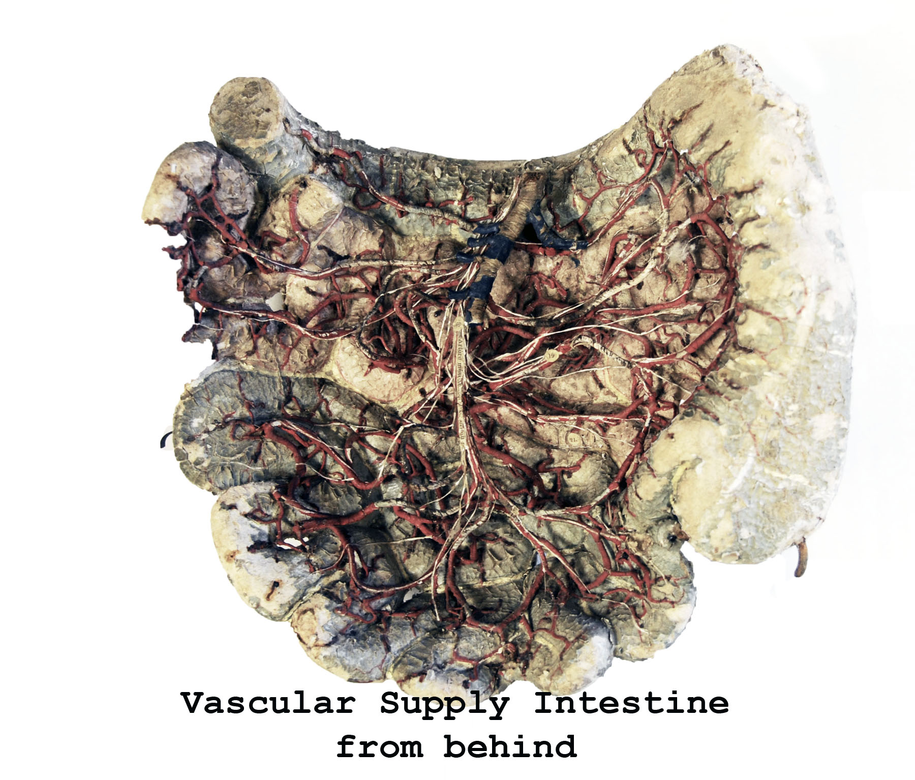 Magnified image for image #8