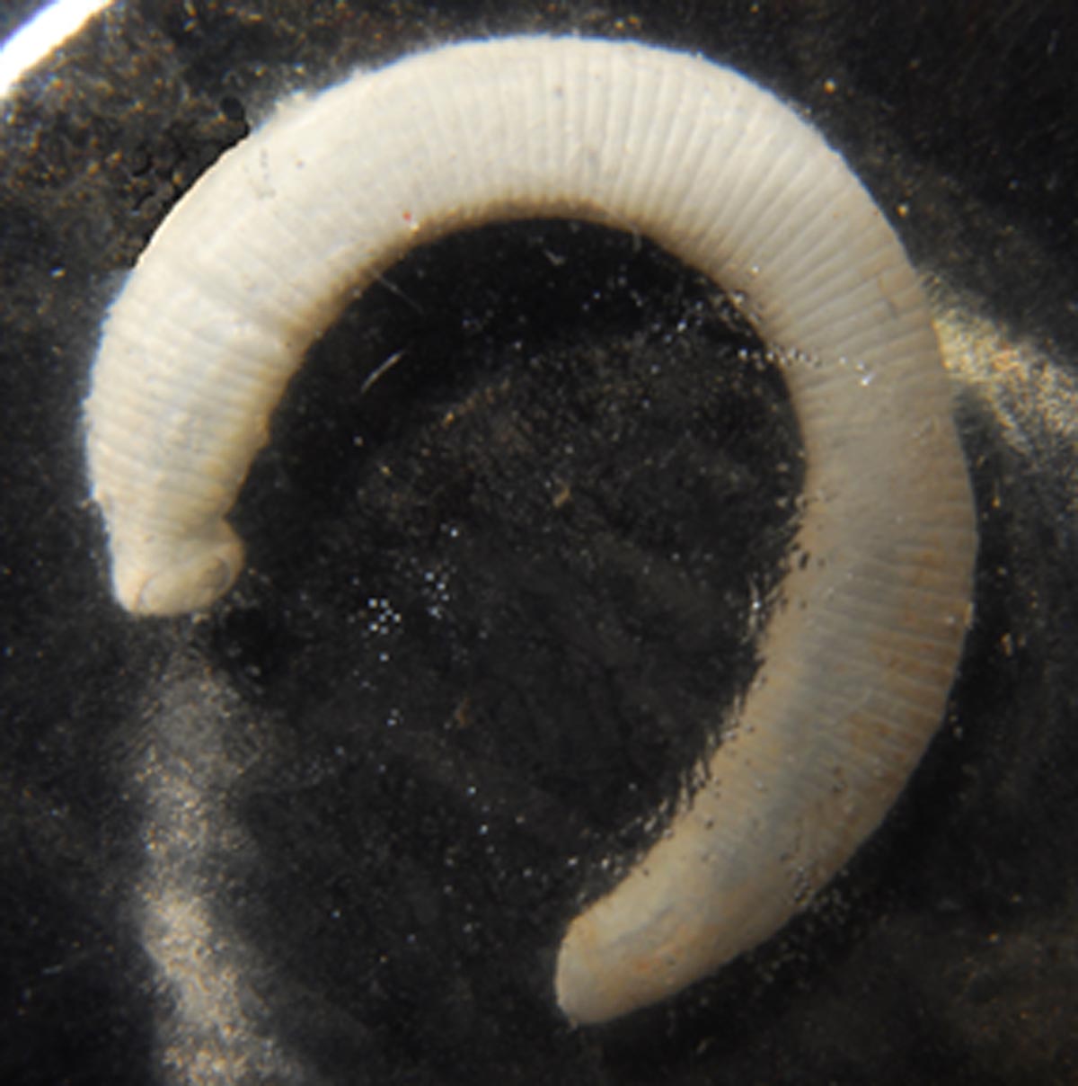 Magnified image for image #2