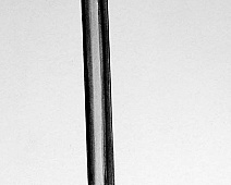 Photo of Cedar (stethoscope_drawing___mumie_081jpg)