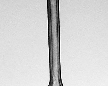 Photo of Short Cedar (stethoscope_drawing___mumie_101jpg)