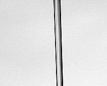 Photo of Laennec an Improved Version (stethoscope_drawing___mumie_102jpg)